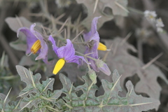 Solanum virginianum